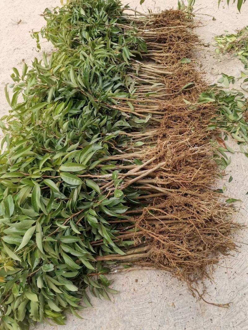 新品马贵荔冰荔专业嫁接荔枝树苗马贵荔菠萝味荔枝地栽当年结