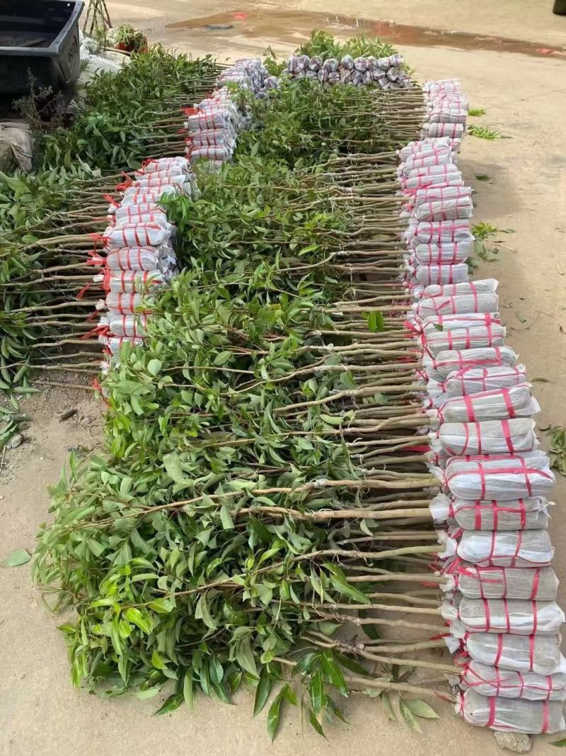 新品马贵荔冰荔专业嫁接荔枝树苗马贵荔菠萝味荔枝地栽当年结