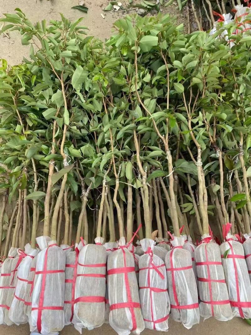 新品马贵荔冰荔专业嫁接荔枝树苗马贵荔菠萝味荔枝地栽当年结