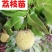 新品马贵荔冰荔专业嫁接荔枝树苗马贵荔菠萝味荔枝地栽当年结