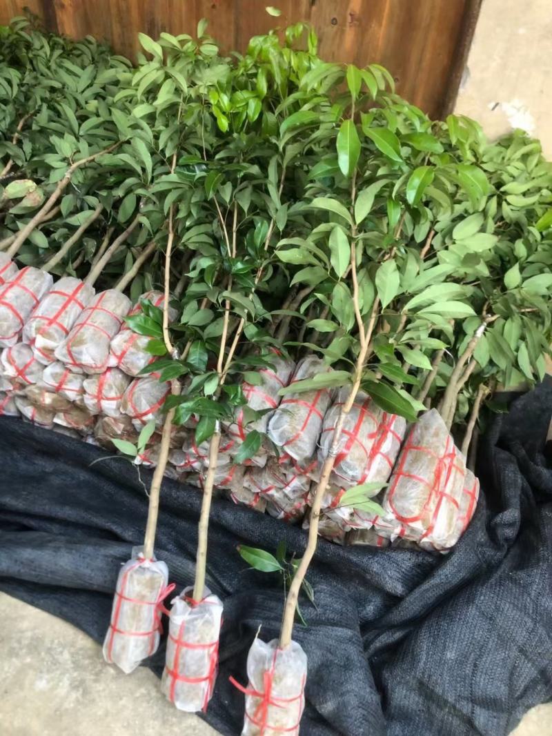 新品马贵荔冰荔专业嫁接荔枝树苗马贵荔菠萝味荔枝地栽当年结