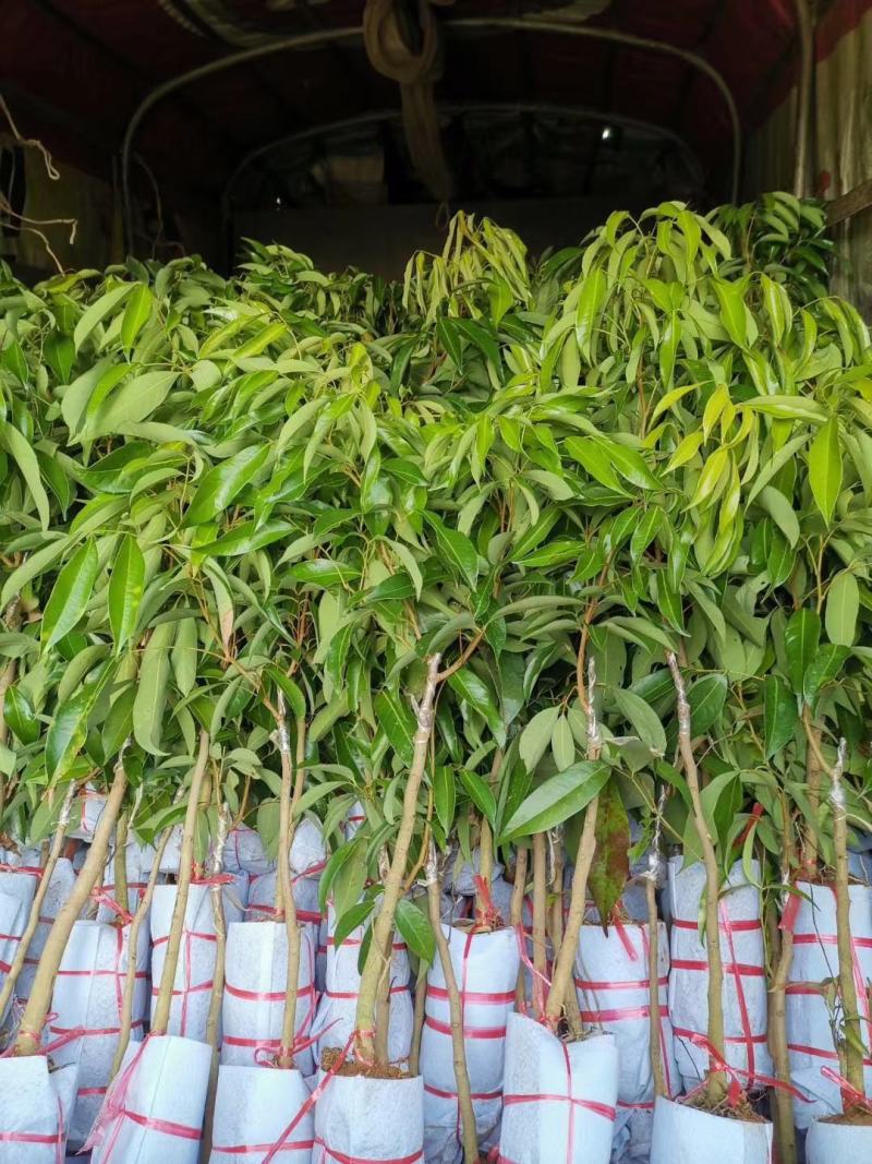 新品马贵荔冰荔专业嫁接荔枝树苗马贵荔菠萝味荔枝地栽当年结