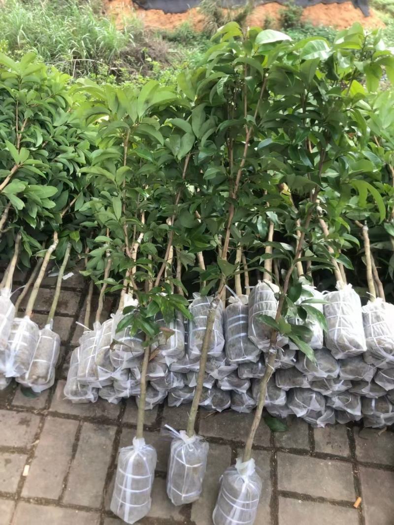 新品马贵荔冰荔专业嫁接荔枝树苗马贵荔菠萝味荔枝地栽当年结