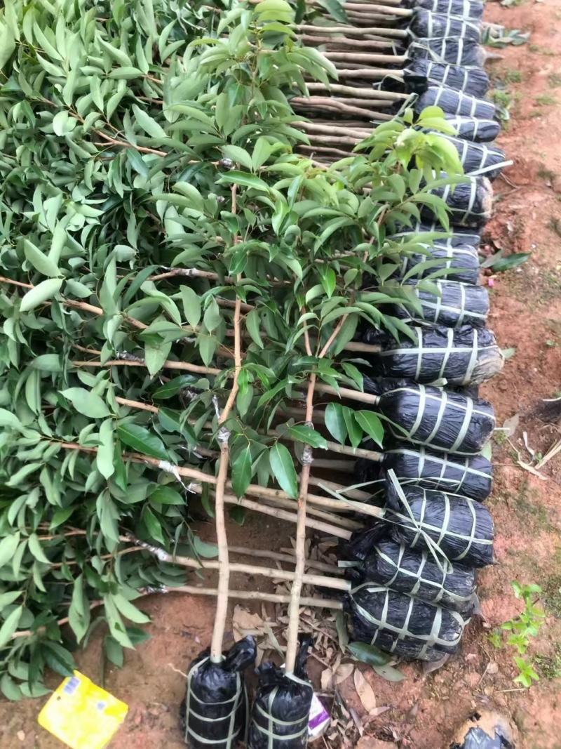 新品马贵荔冰荔专业嫁接荔枝树苗马贵荔菠萝味荔枝地栽当年结