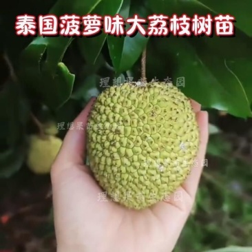 新品马贵荔冰荔专业嫁接荔枝树苗马贵荔菠萝味荔枝地栽当年结