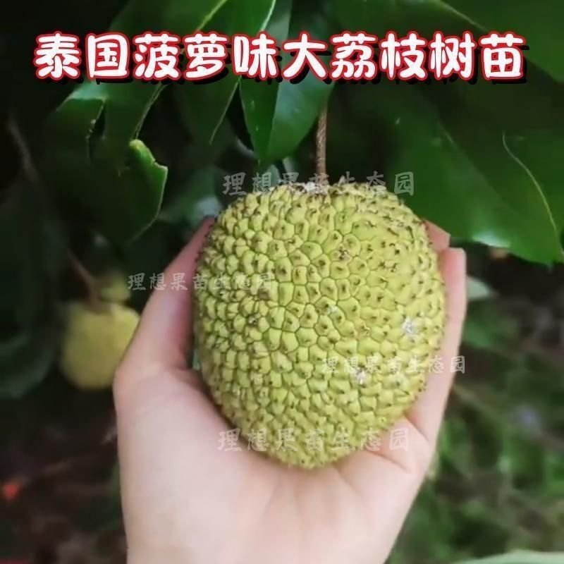新品马贵荔冰荔专业嫁接荔枝树苗马贵荔菠萝味荔枝地栽当年结