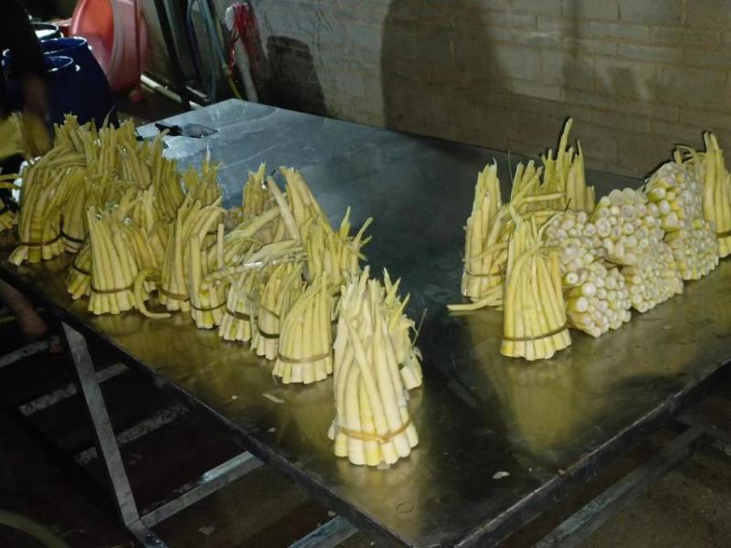 广西精品竹笋带壳竹笋规格齐全产地直发欢迎进店选购
