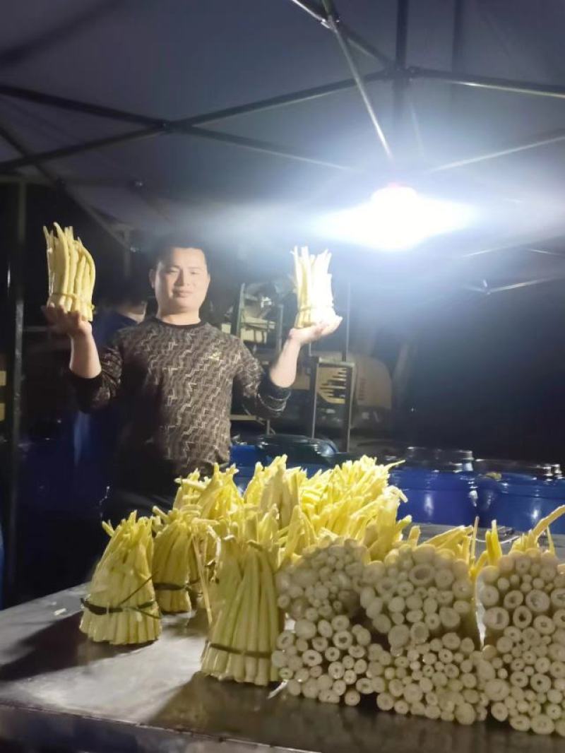 广西精品竹笋带壳竹笋规格齐全产地直发欢迎进店选购