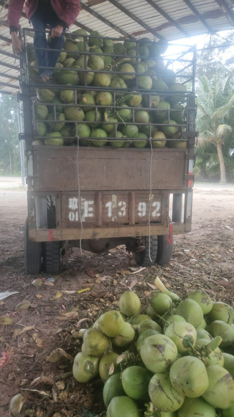 海南新鲜椰子
