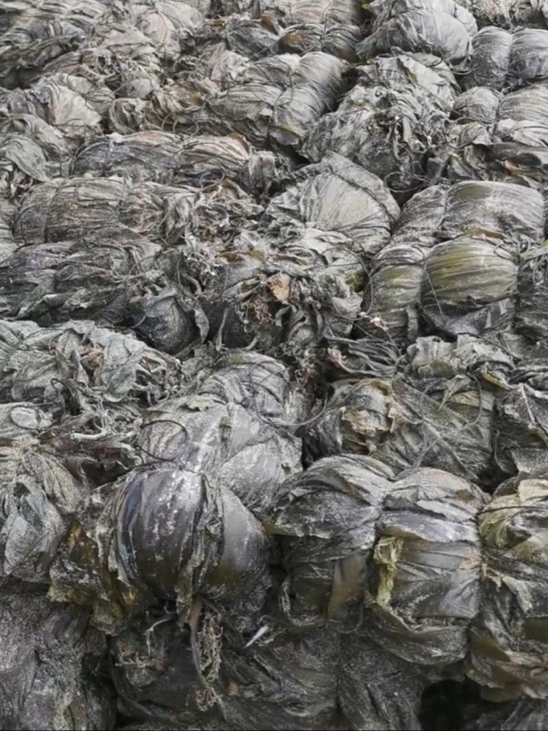 干海带海带挂菜海带结海带丝烘干海带丝压缩海带丝新海带