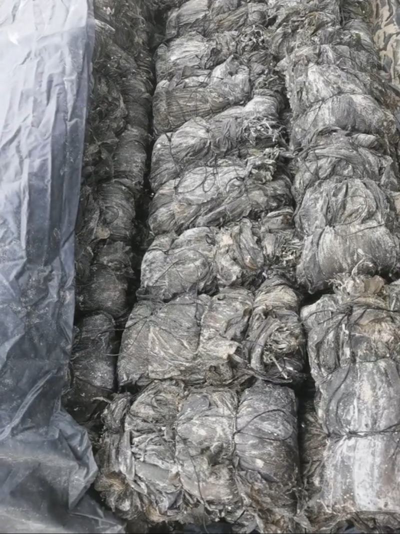 干海带海带挂菜海带结海带丝烘干海带丝压缩海带丝新海带