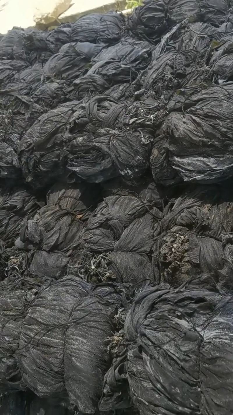 干海带海带挂菜海带结海带丝烘干海带丝压缩海带丝新海带