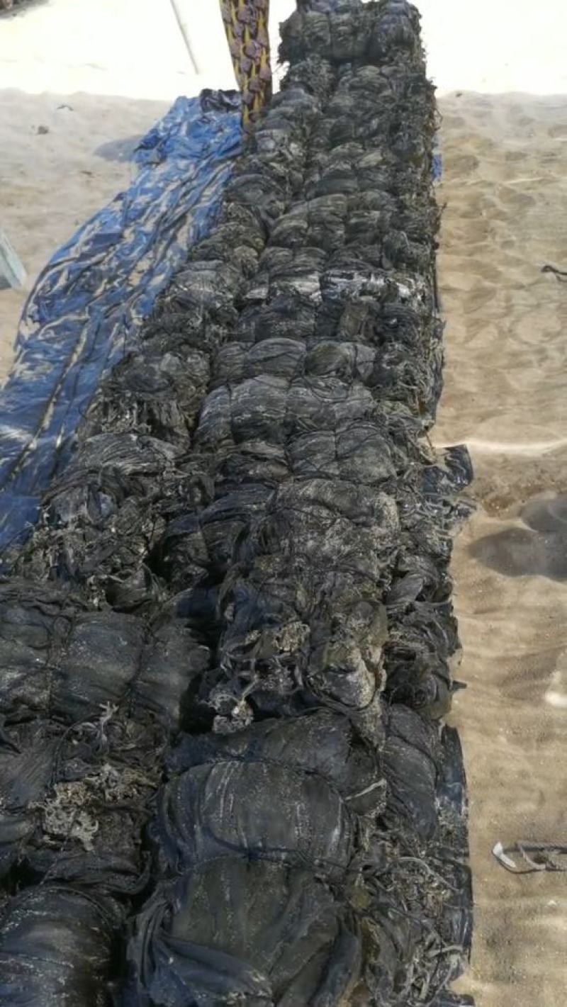 干海带海带挂菜海带结海带丝烘干海带丝压缩海带丝新海带