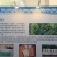 新鲜海葡萄养殖场直批