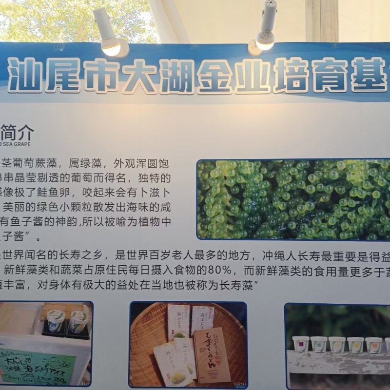 新鲜海葡萄养殖场直批