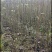基地批发山桐子苗毛叶山桐子自产自销量大从优