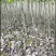 基地批发山桐子苗毛叶山桐子自产自销量大从优