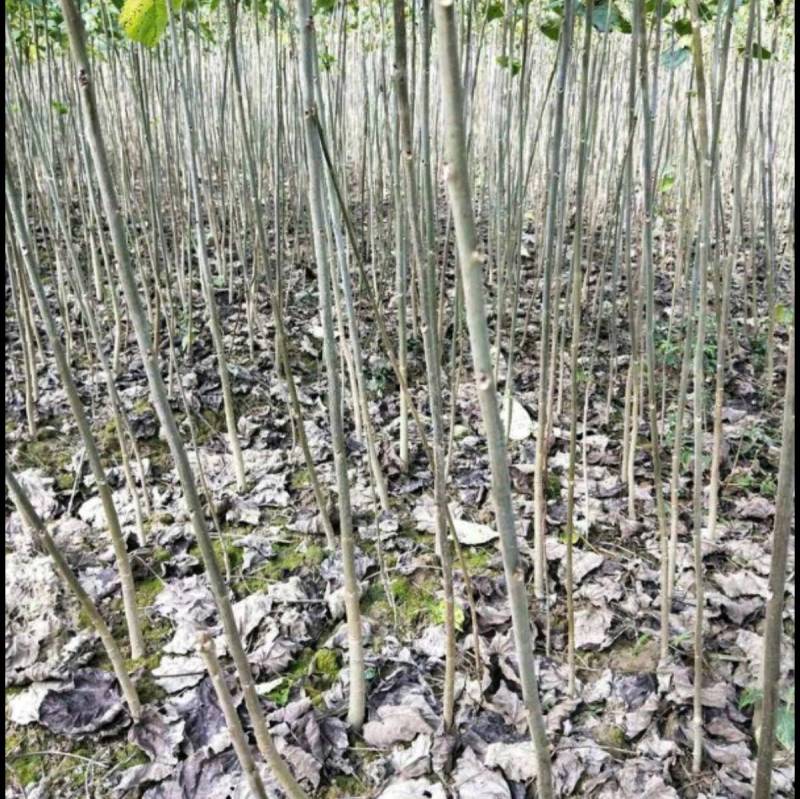 基地批发山桐子苗毛叶山桐子自产自销量大从优