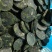 海带丝裙带菜压缩海带丝烘干海带丝压缩海带饼水洗海带丝