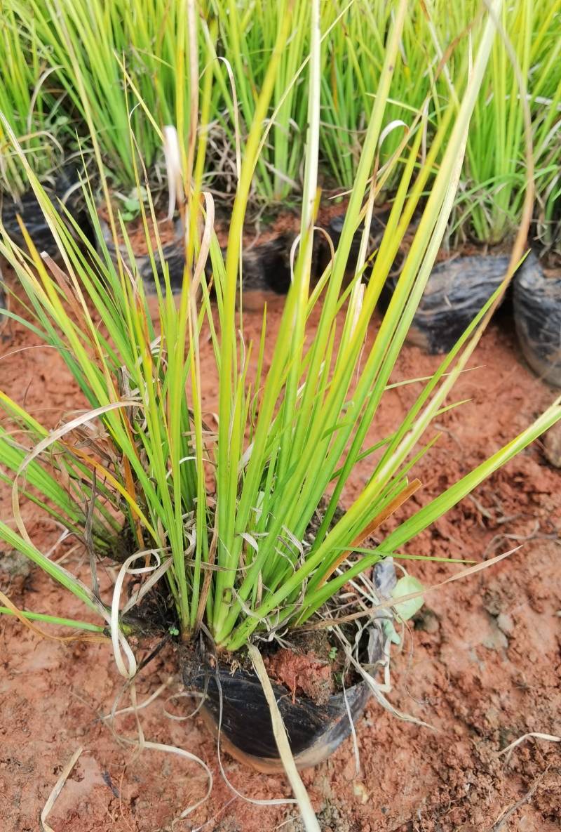 金叶菖蒲