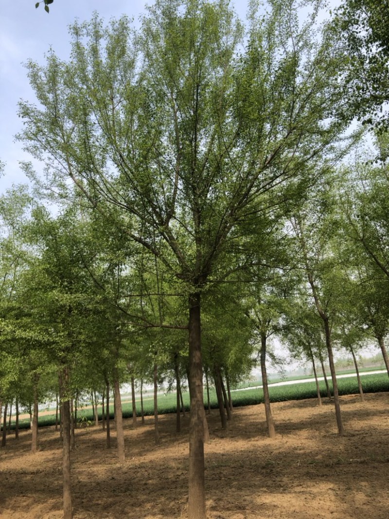 15-20公分丝棉木，净地出售，干柴价