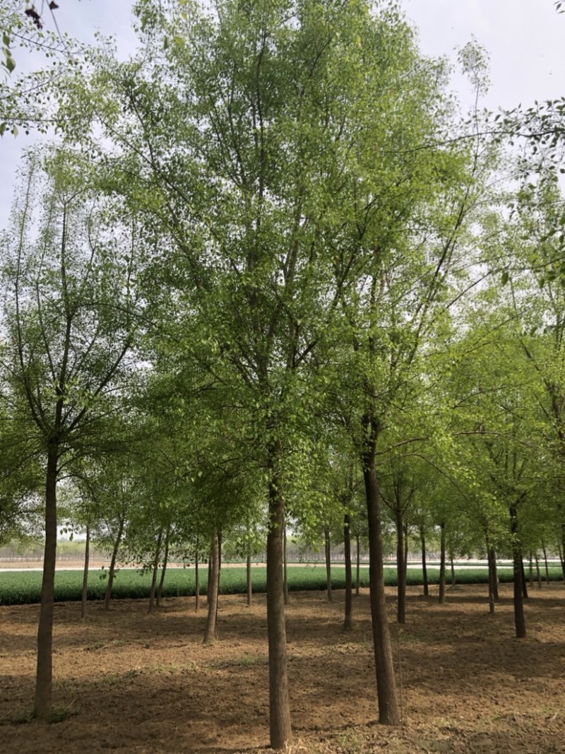 15-20公分丝棉木，净地出售，干柴价