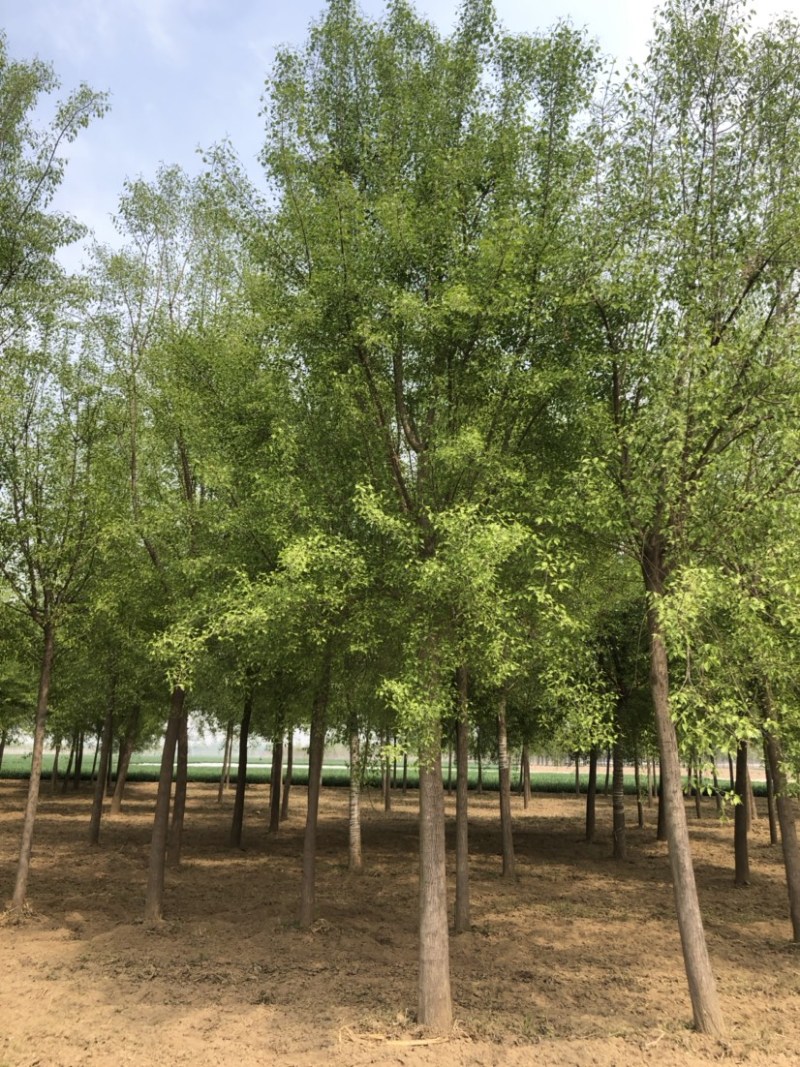 15-20公分丝棉木，净地出售，干柴价