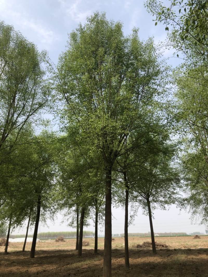 15-20公分丝棉木，净地出售，干柴价