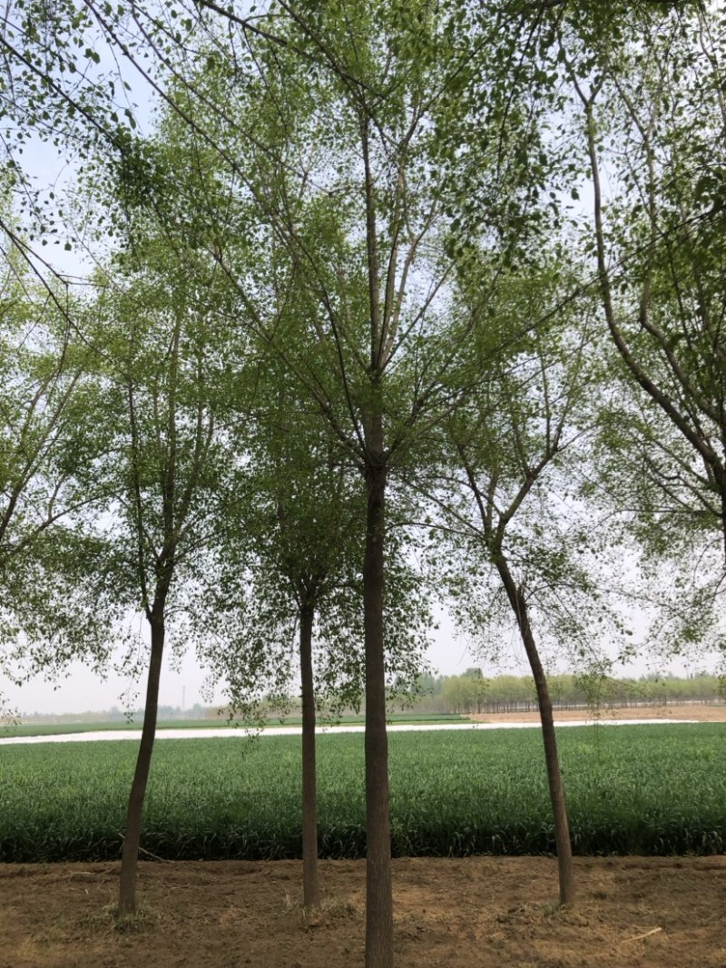 15-20公分丝棉木，净地出售，干柴价