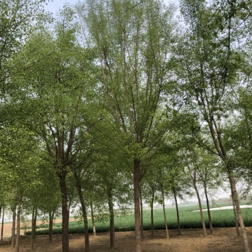 15-20公分丝棉木，净地出售，干柴价
