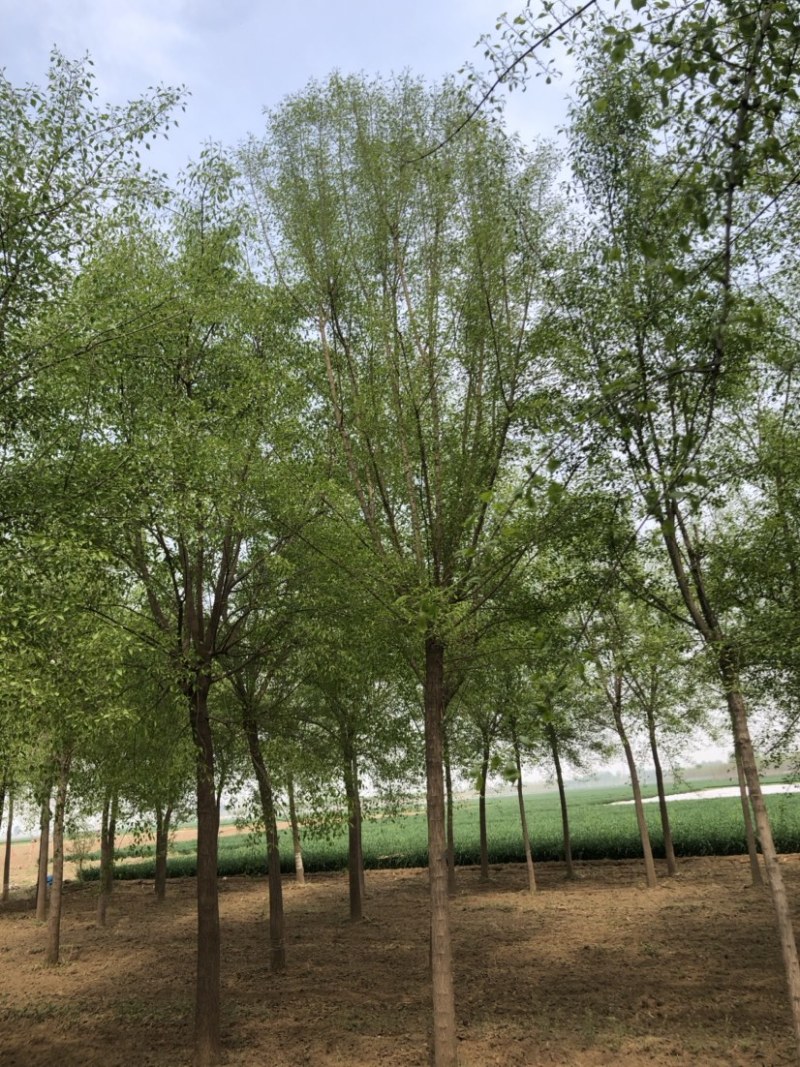 15-20公分丝棉木，净地出售，干柴价