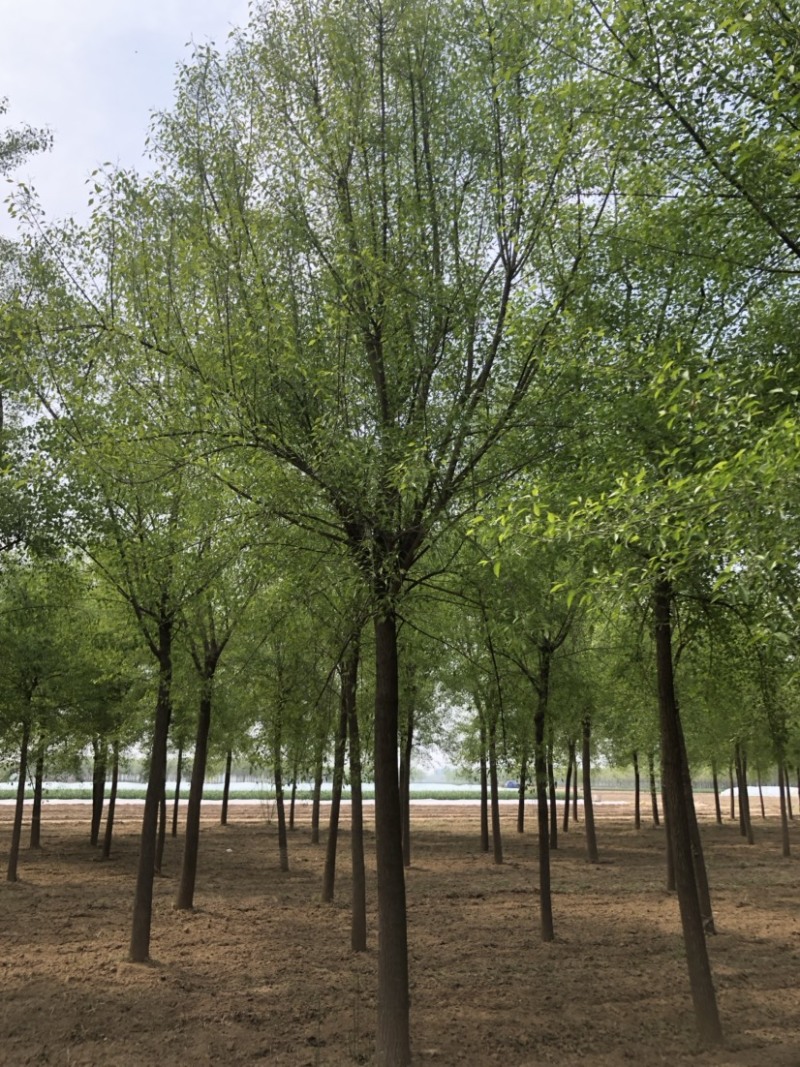 15-20公分丝棉木，净地出售，干柴价
