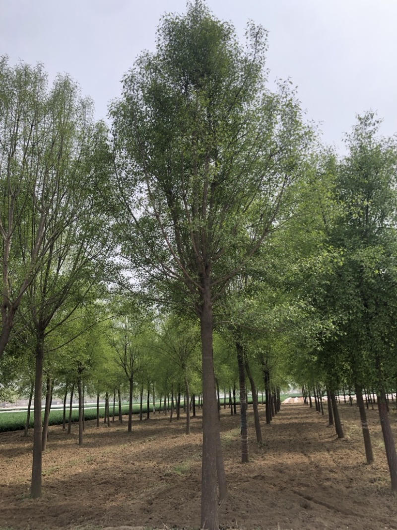 15-20公分丝棉木，净地出售，干柴价