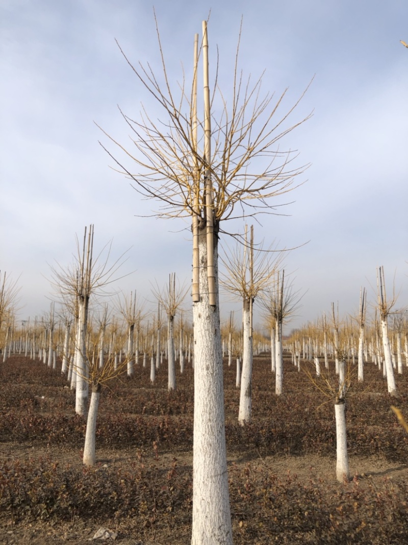 10-20公分高杆矮干金枝槐，大量出售