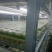 焦作商薯19红薯苗脱毒原种质量价格公道