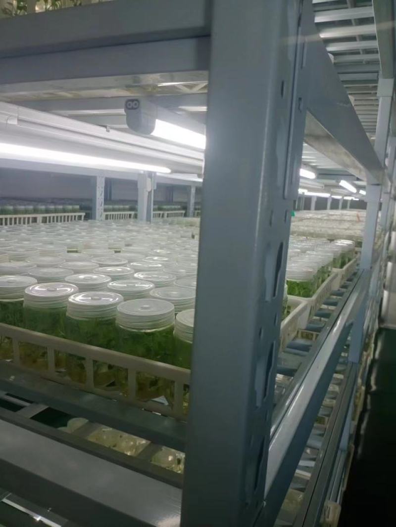 焦作商薯19红薯苗脱毒原种质量价格公道