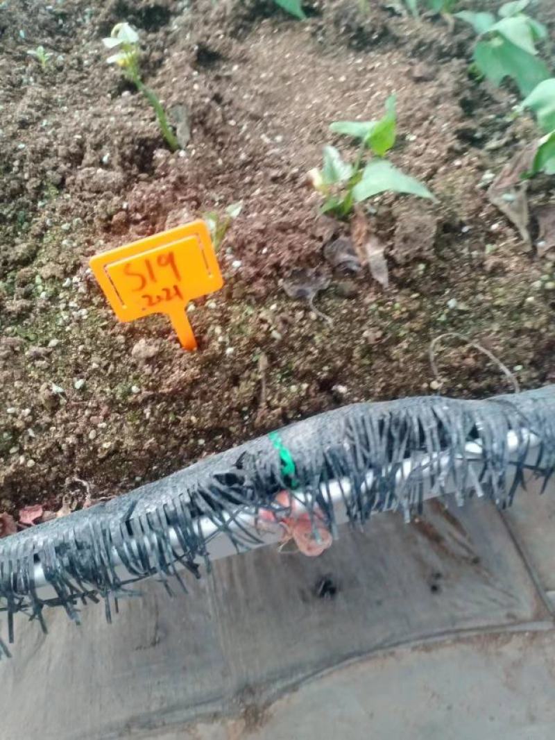 焦作商薯19红薯苗脱毒原种质量价格公道