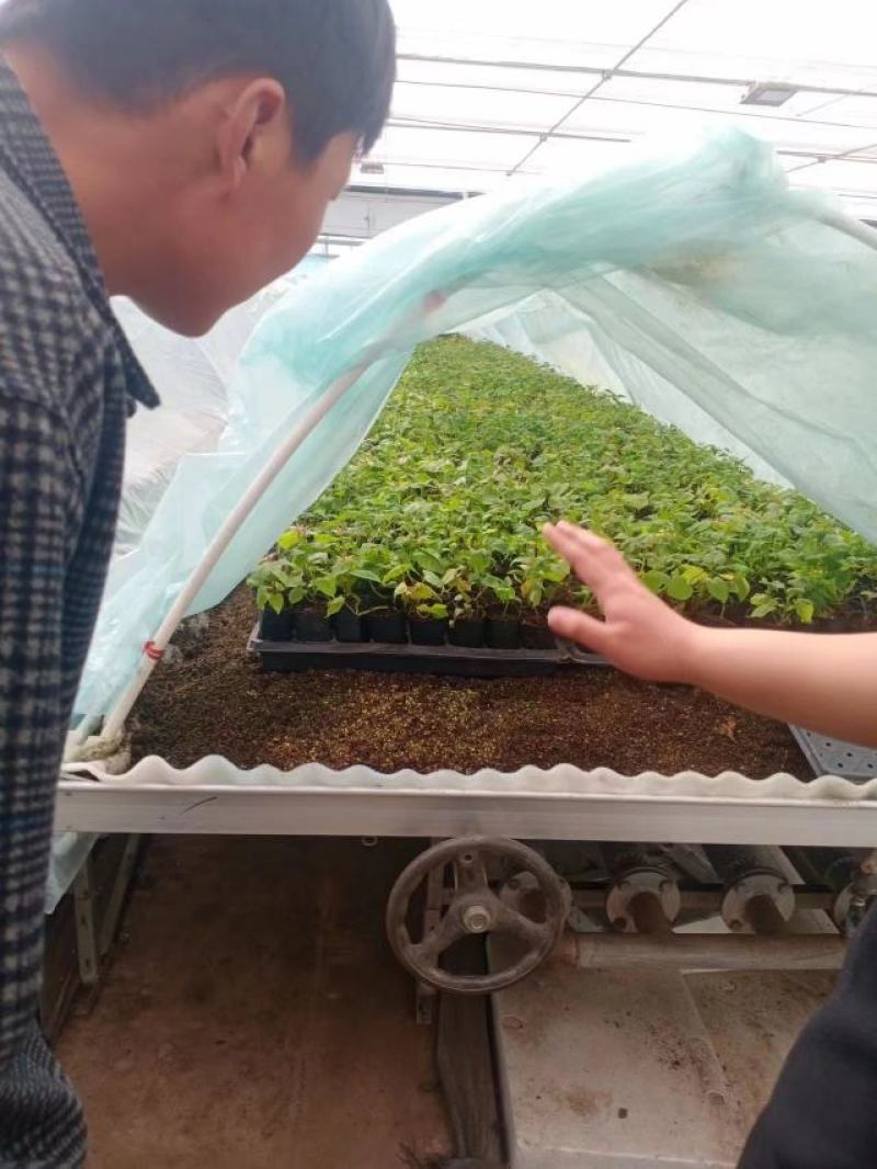 焦作商薯19红薯苗脱毒原种质量价格公道