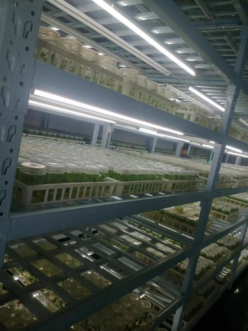 焦作商薯19红薯苗脱毒原种质量价格公道
