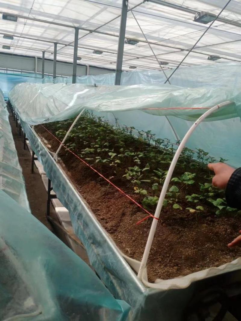 焦作商薯19红薯苗脱毒原种质量价格公道