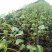 焦作商薯19红薯苗脱毒原种质量价格公道