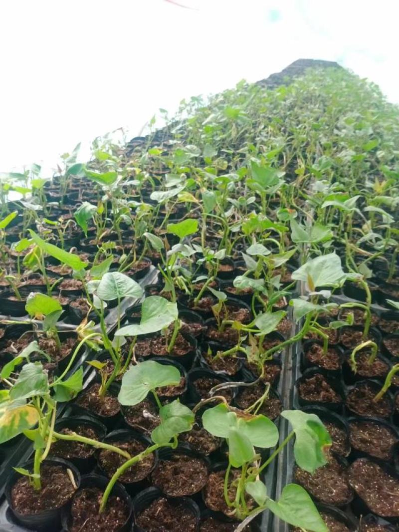焦作商薯19红薯苗脱毒原种质量价格公道