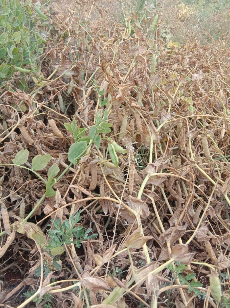 黑芽豆颗颗饱满大量批发出芽率高欢迎老板联系洽谈