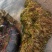 优质苦草