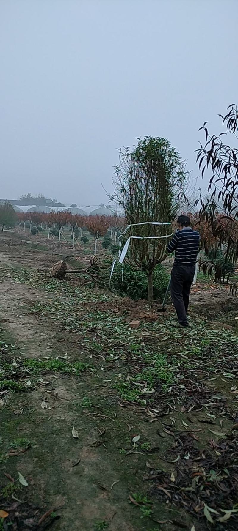 绿化苗木鸡爪槭碧桃