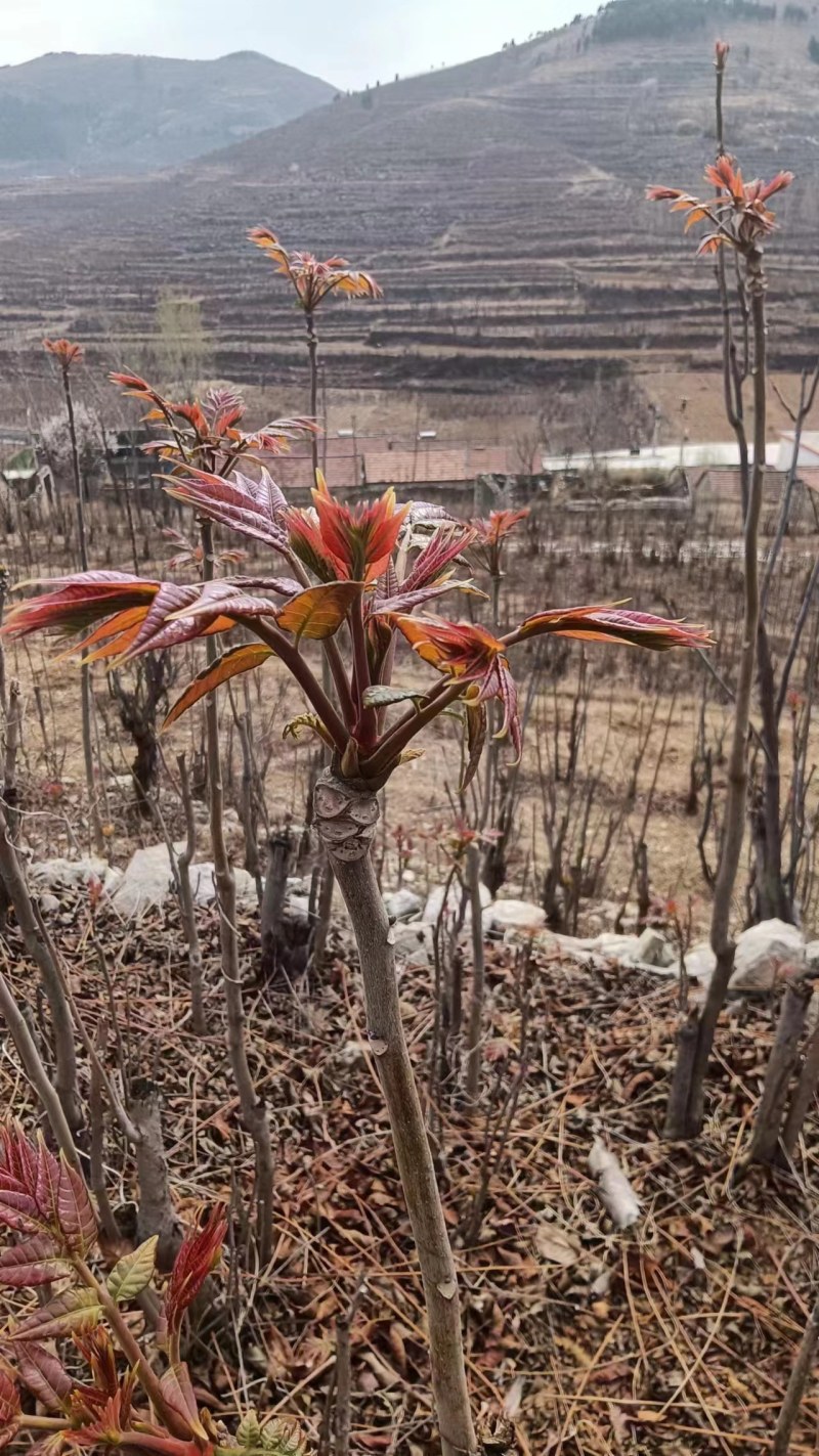 山东省新鲜香椿芽大量上市，一手货源，欢迎新老客户前来选购