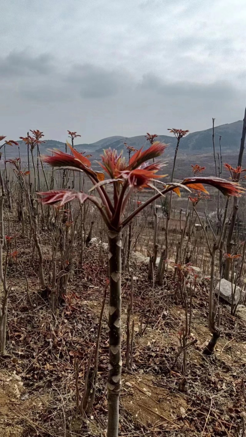 山东省新鲜香椿芽大量上市，一手货源，欢迎新老客户前来选购