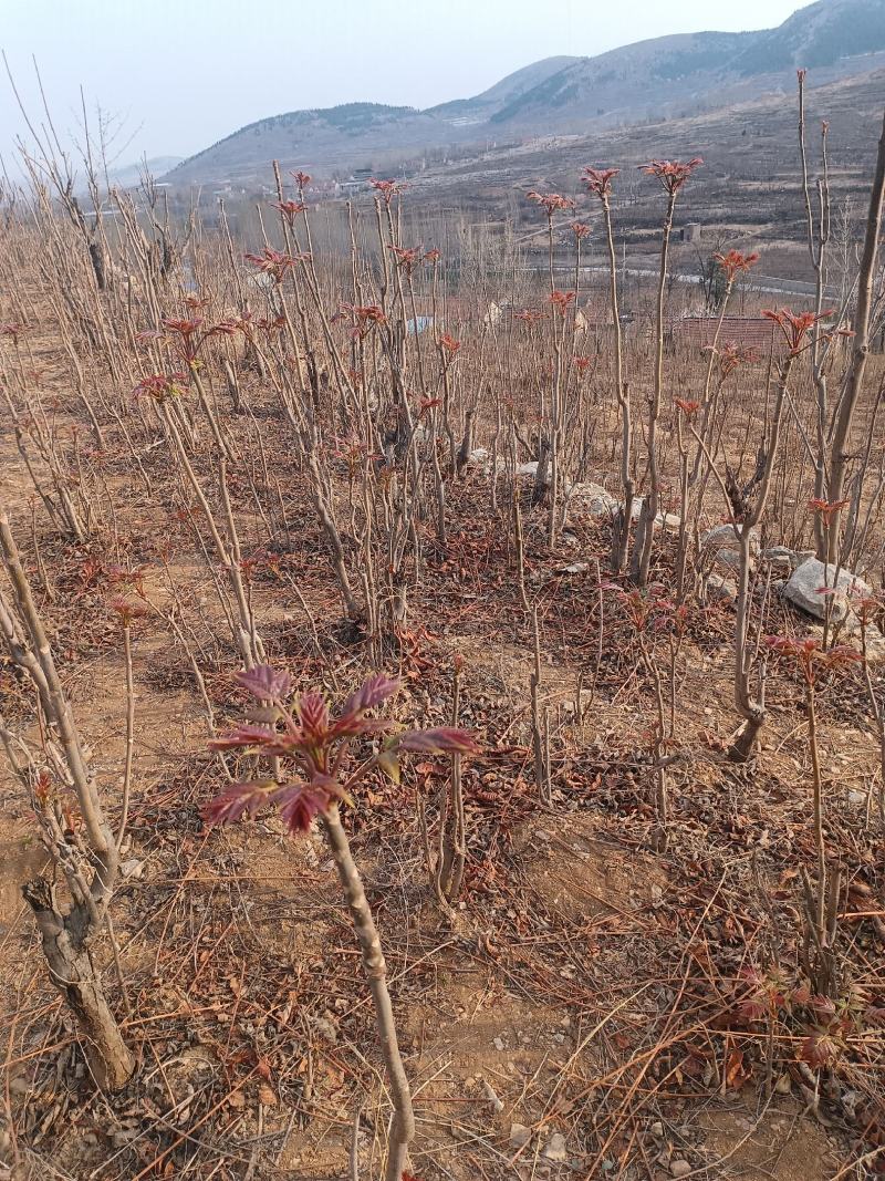 山东香椿芽红油香椿芽欢迎采购，优质品质。大量上市。。。。