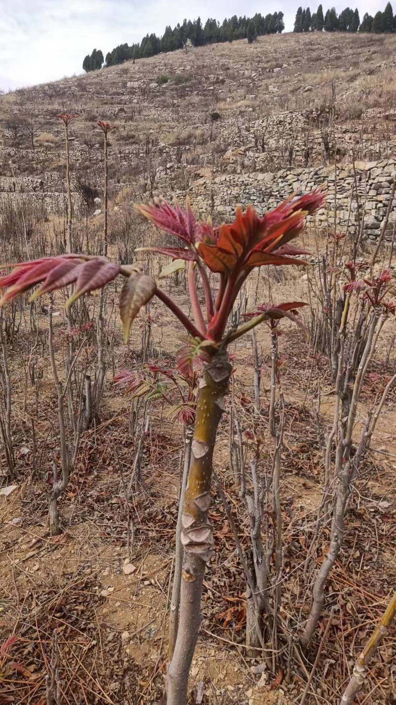 山东省新泰市新鲜香椿芽大量上市，欢迎新老客户前来订购