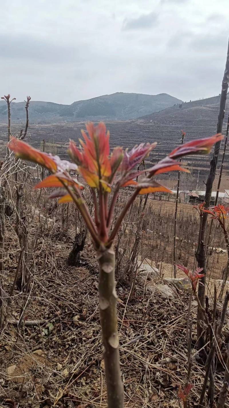 山东省新泰市新鲜香椿芽大量上市，欢迎新老客户前来订购